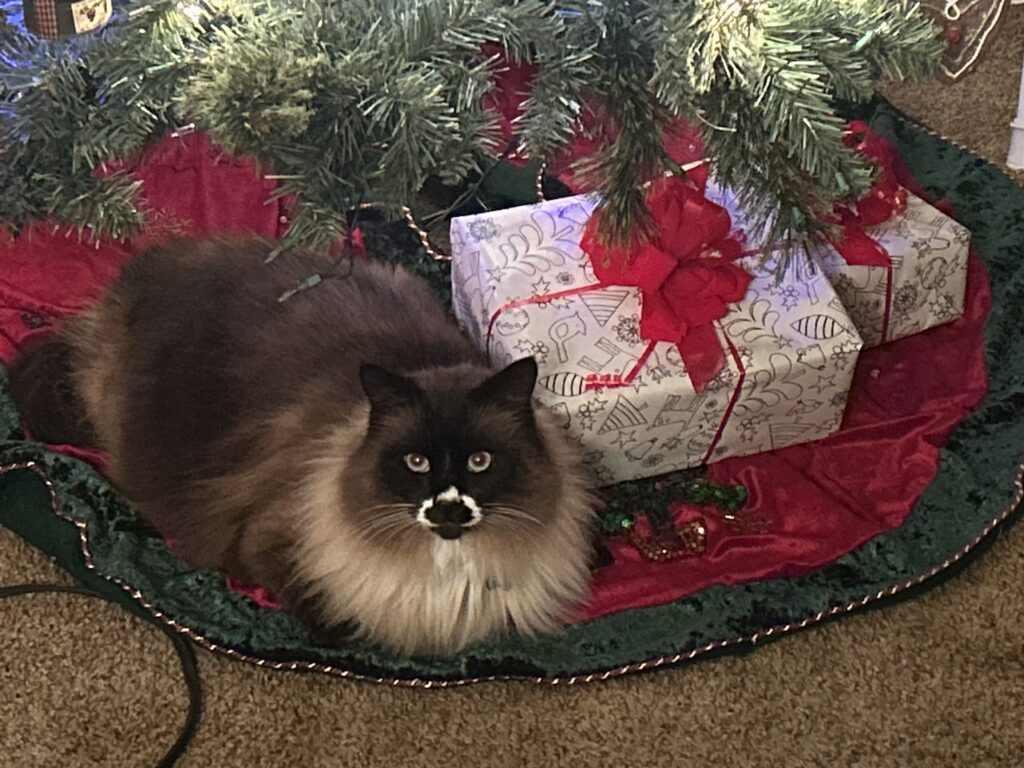 cat under tree